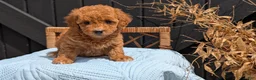 Havapoo dogs for sale: Macy - Ad 9