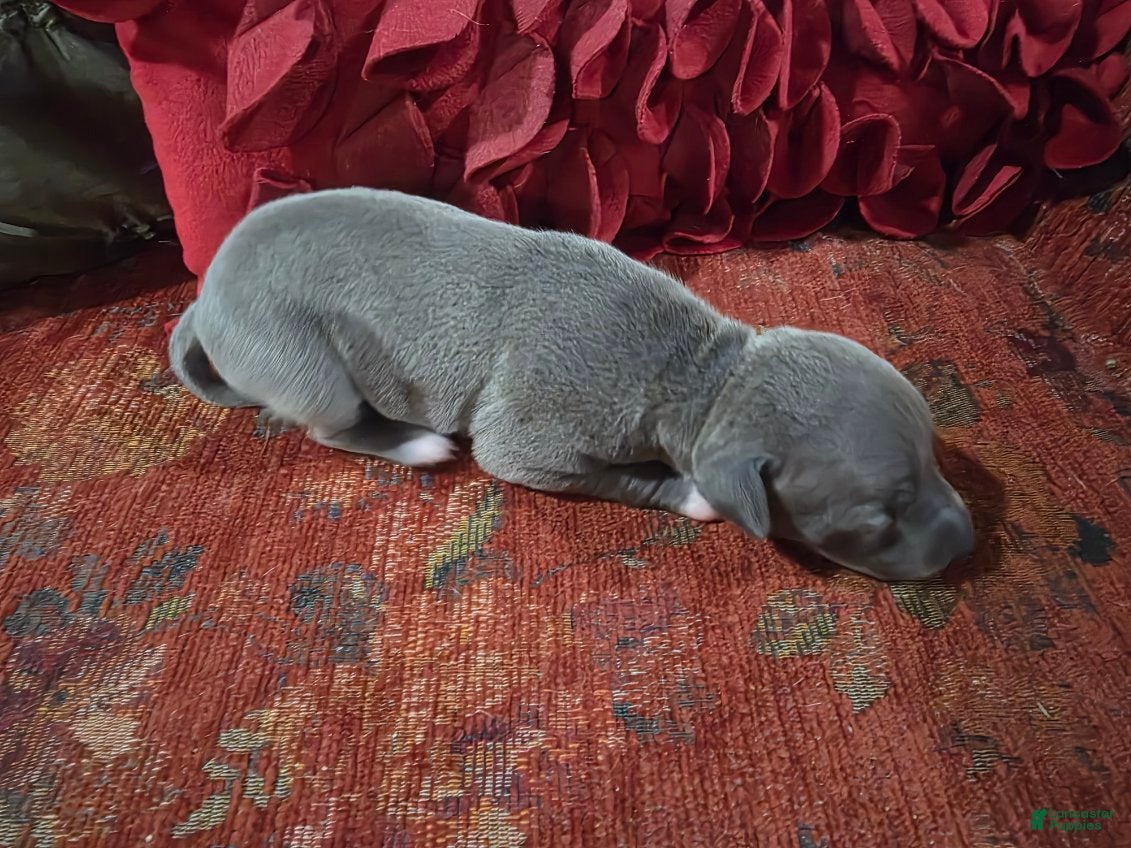 Italian Greyhound dogs for sale: Puppy 2 Female - Ad 2