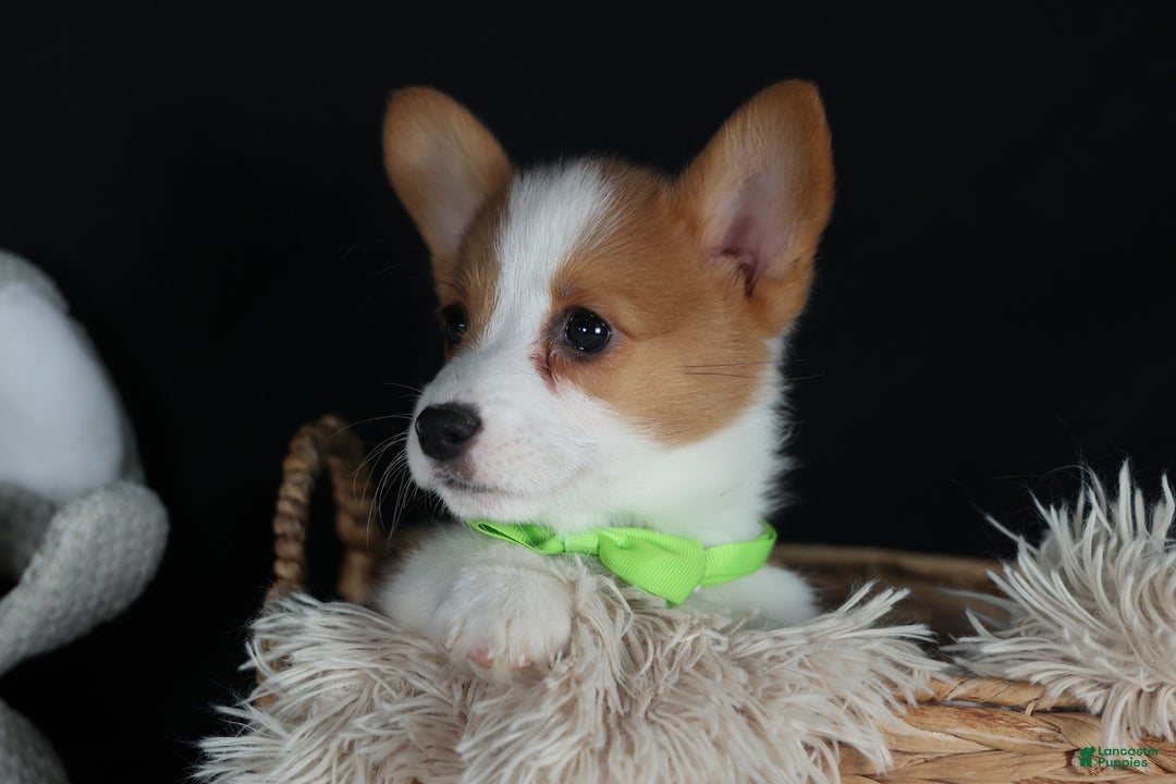Welsh Corgi Pembroke dogs for sale: Hudson - Ad 3