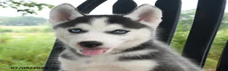 Siberian Husky dogs for sale: Skye - Ad 3