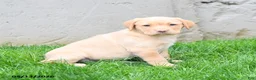 Labrador Retriever dogs for sale: Elora - Ad 4