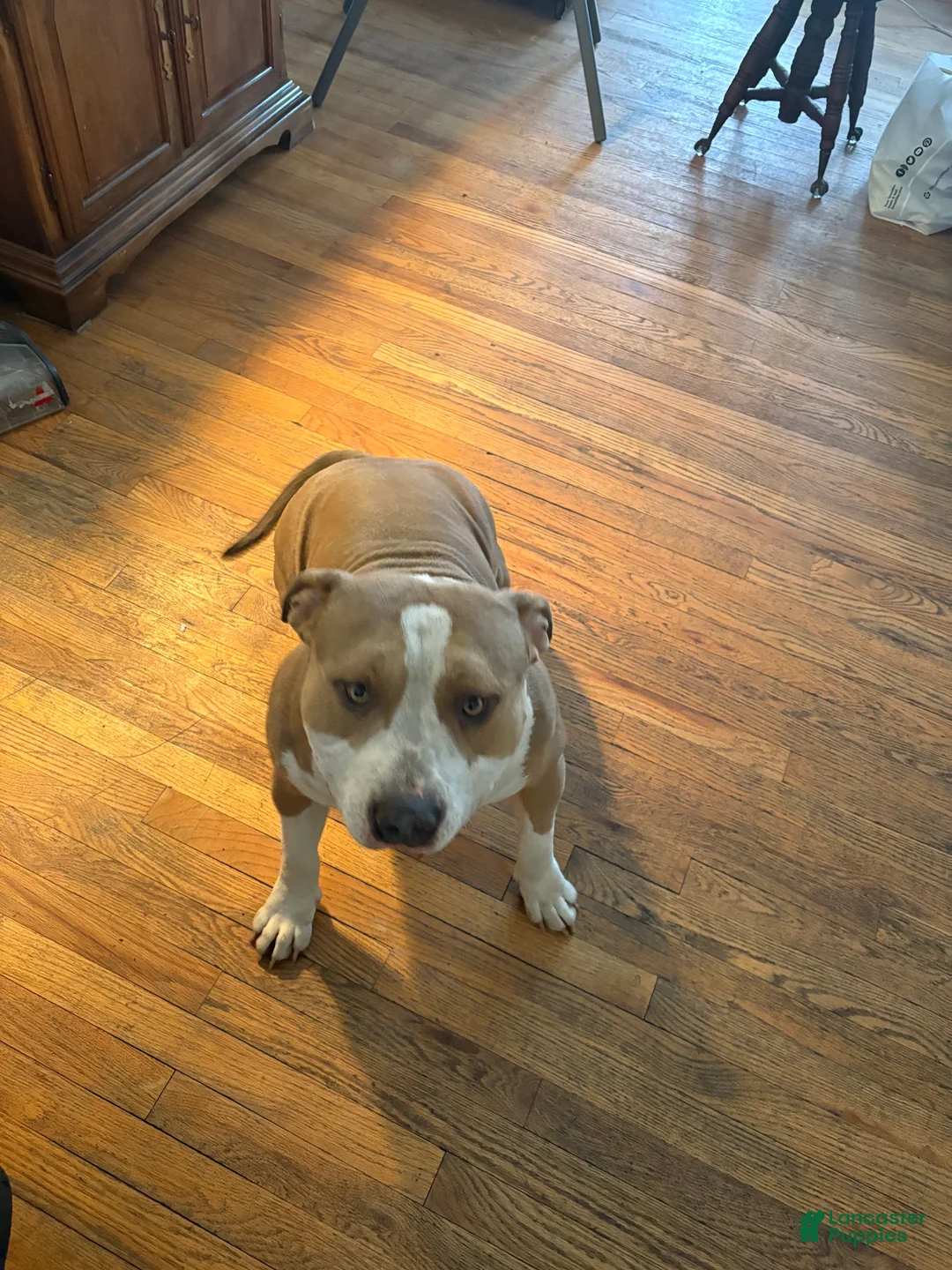 American Bully dogs for sale: Ace - Ad 1