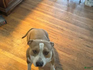 American Bully dogs Ace - Ad 36