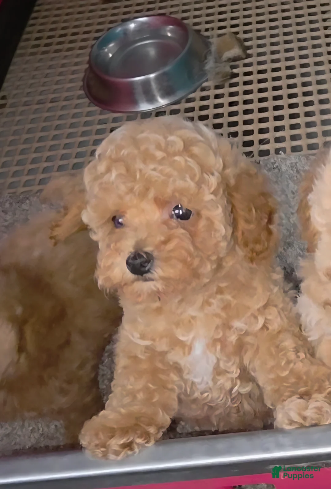 Toy Poodle dogs for sale: Toy Poodle caramelo - Ad 1