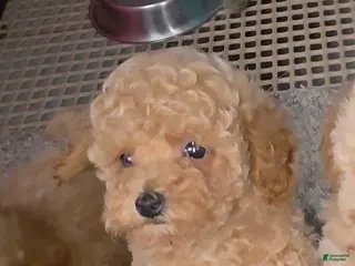 Toy Poodle dogs for sale: Toy Poodle caramelo - Ad 1
