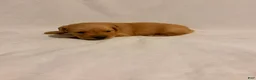 Golden Retriever dogs for sale: Golden Retriever 4 - Ad 4