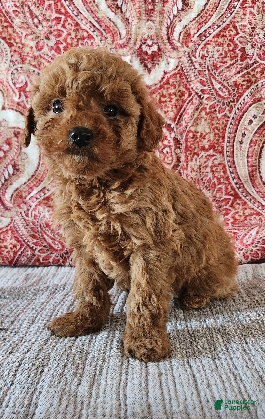 Mini Goldendoodle dogs for sale: Brook  - Ad 3