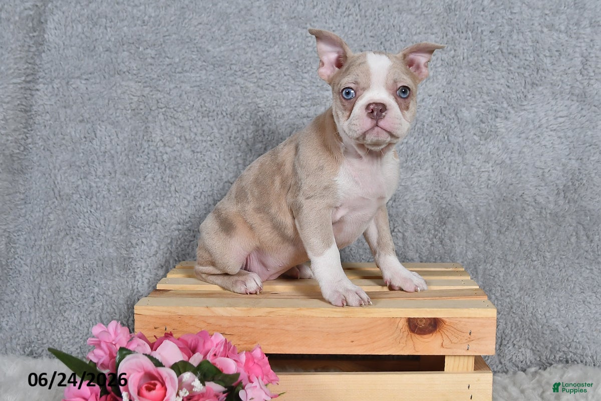 Frenchton dogs Sally - Ad 2