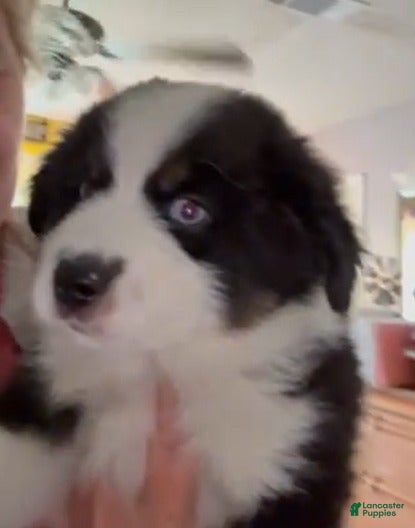 Miniature Australian Shepherd dogs Castle - Ad 1