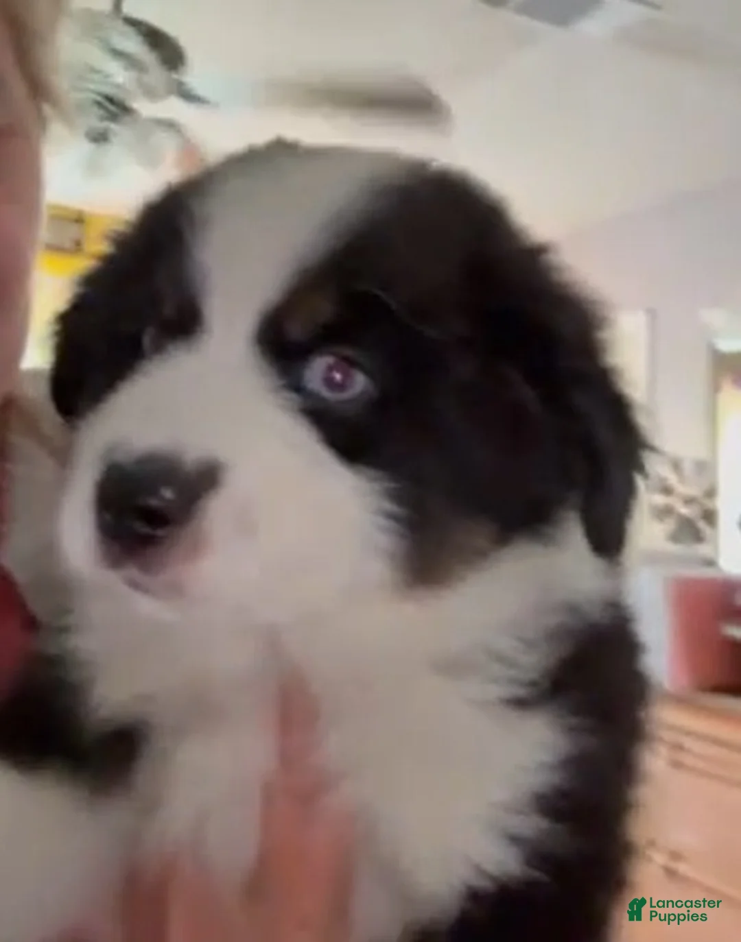 Miniature Australian Shepherd dogs for sale: Castle - Ad 1