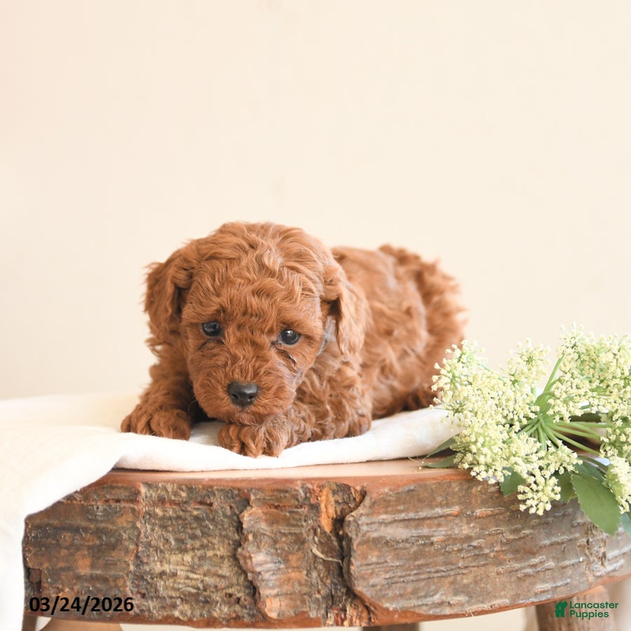 Toy Poodle dogs Tracy - Ad 2