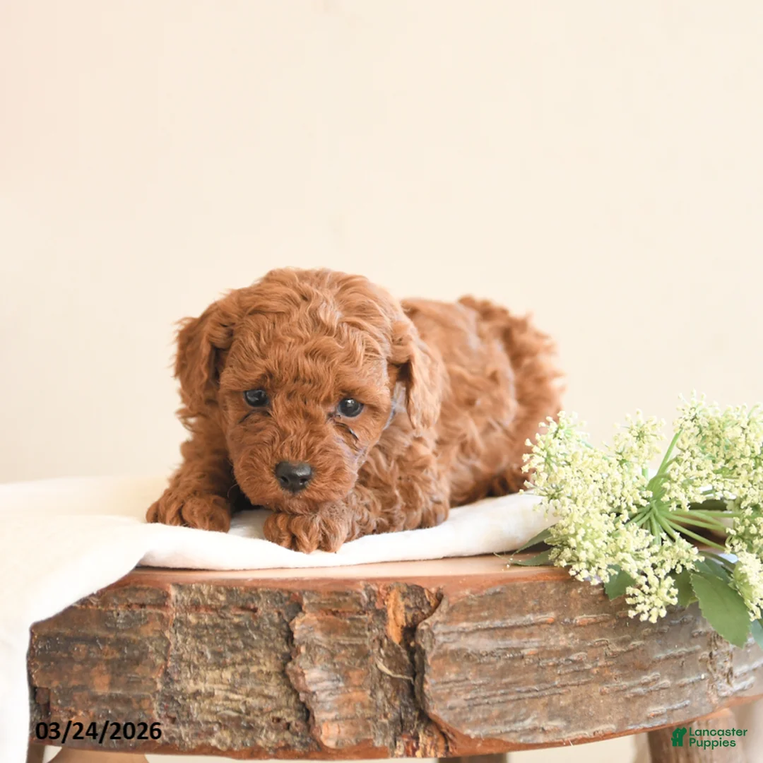 Toy Poodle dogs for sale: Tracy - Ad 2