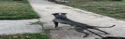 American Pit Bull Terrier dogs for sale: American Pit Bull Terrier 1 - Ad 2