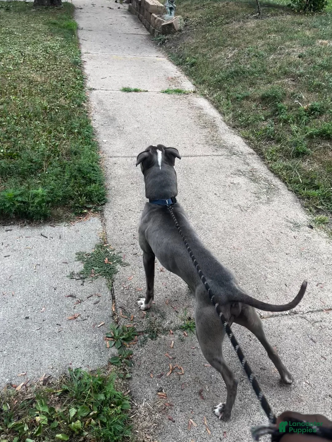 American Pit Bull Terrier dogs for sale: American Pit Bull Terrier 1 - Ad 2