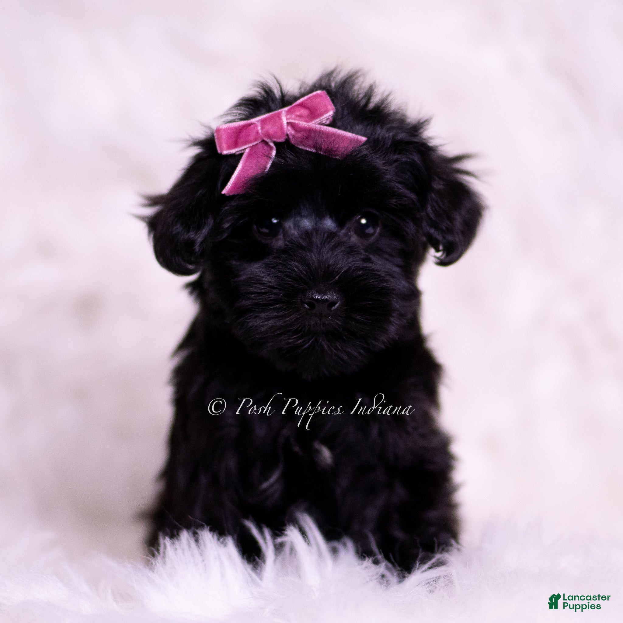 Yorkiepoo dogs Tazzie - Ad 2