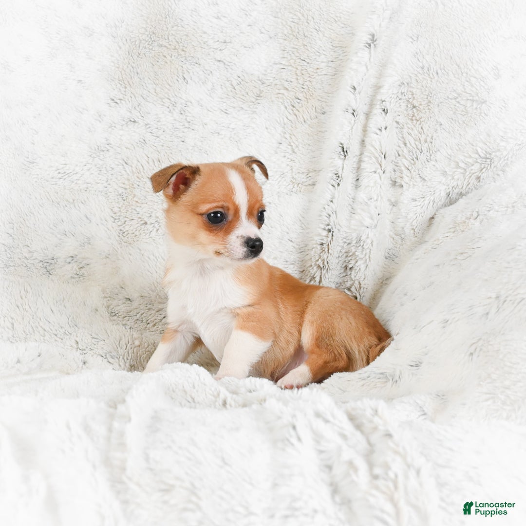 Chihuahua dogs for sale: Teddy - Ad 4