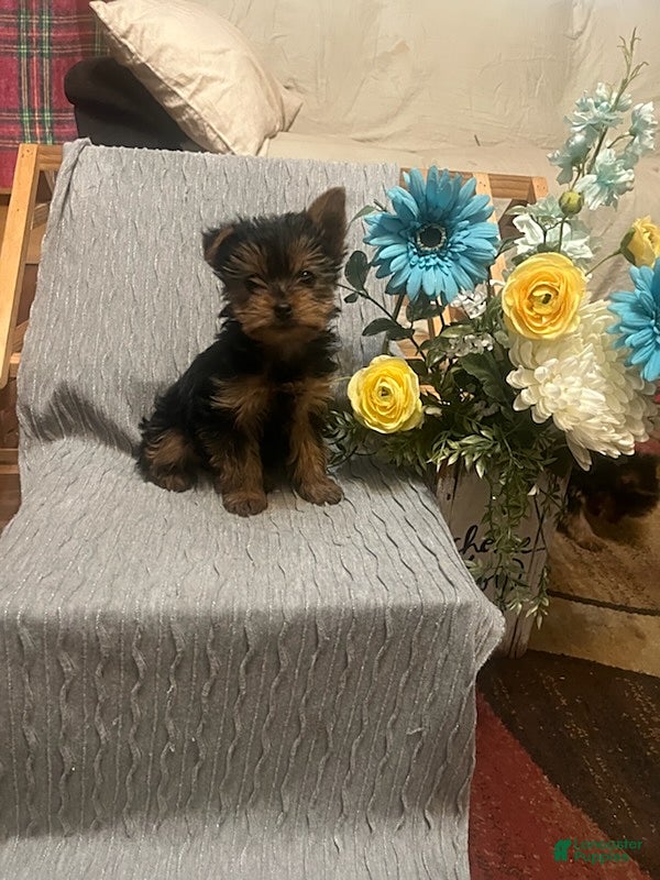 Yorkshire Terrier dogs Buster - Ad 2