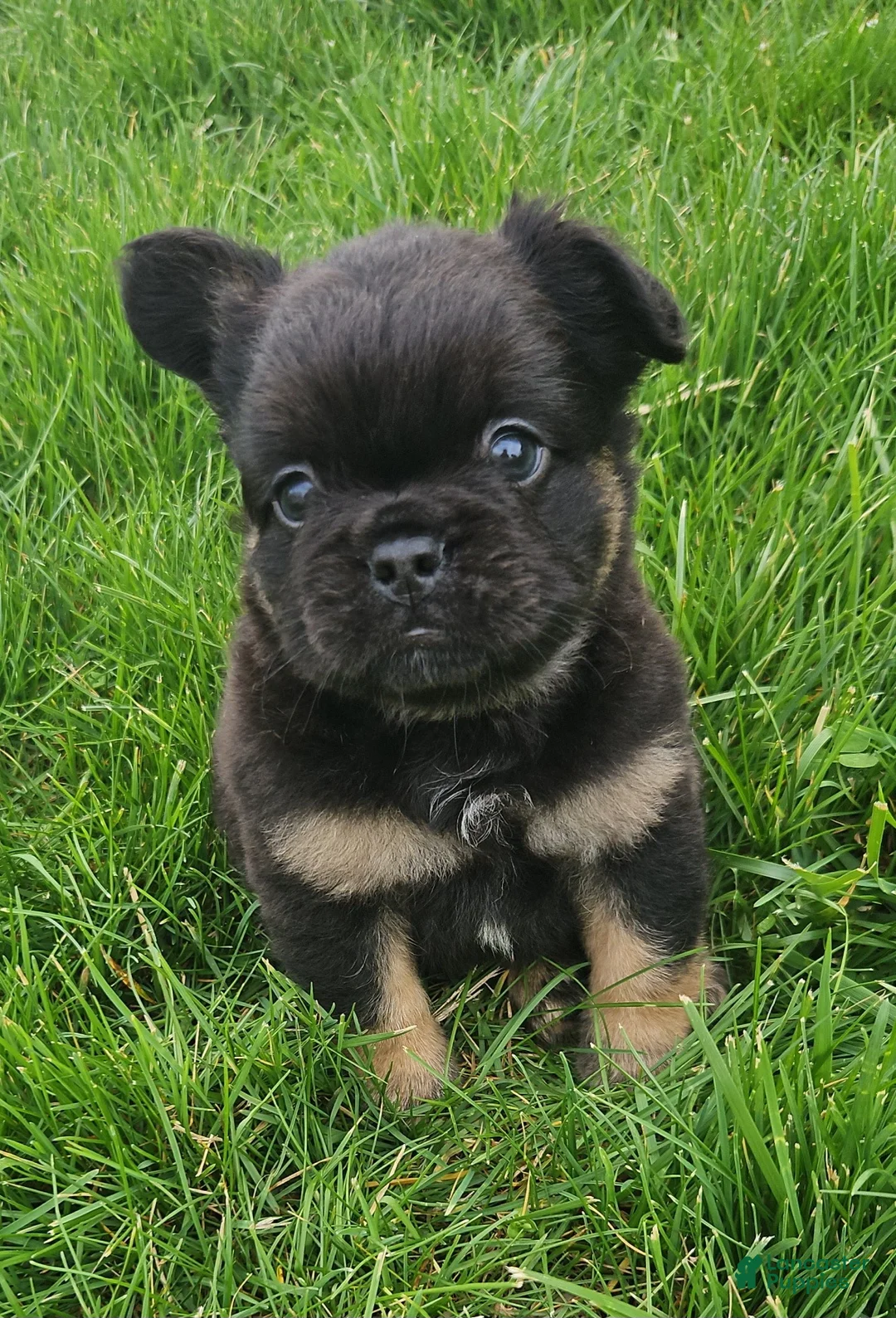 French Bulldog dogs for sale: Junior - Ad 1