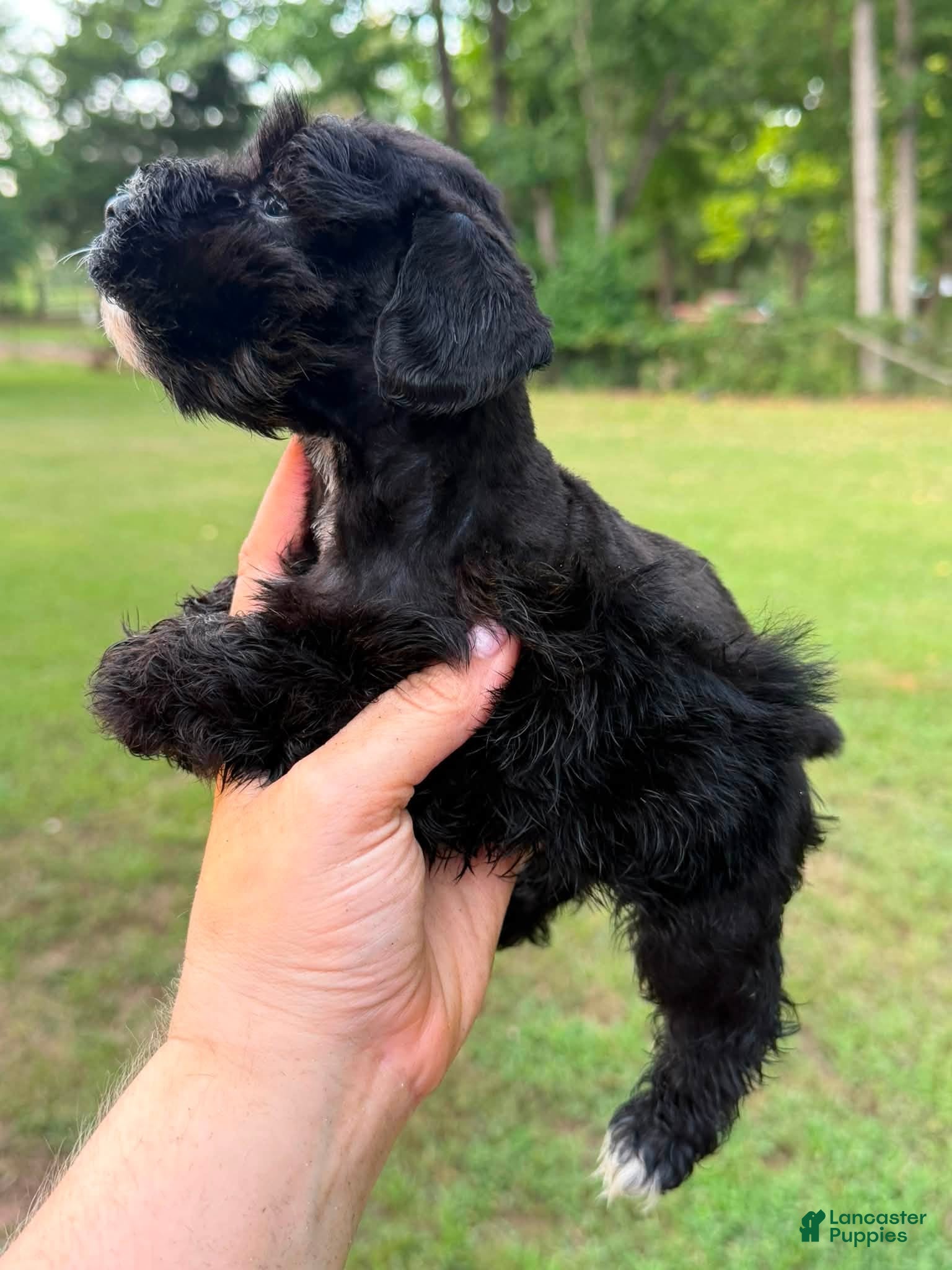 Miniature Schnauzer dogs Male 1 - Black coat - Ad 1