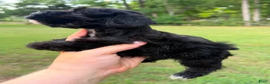 Male 1 - Black coat