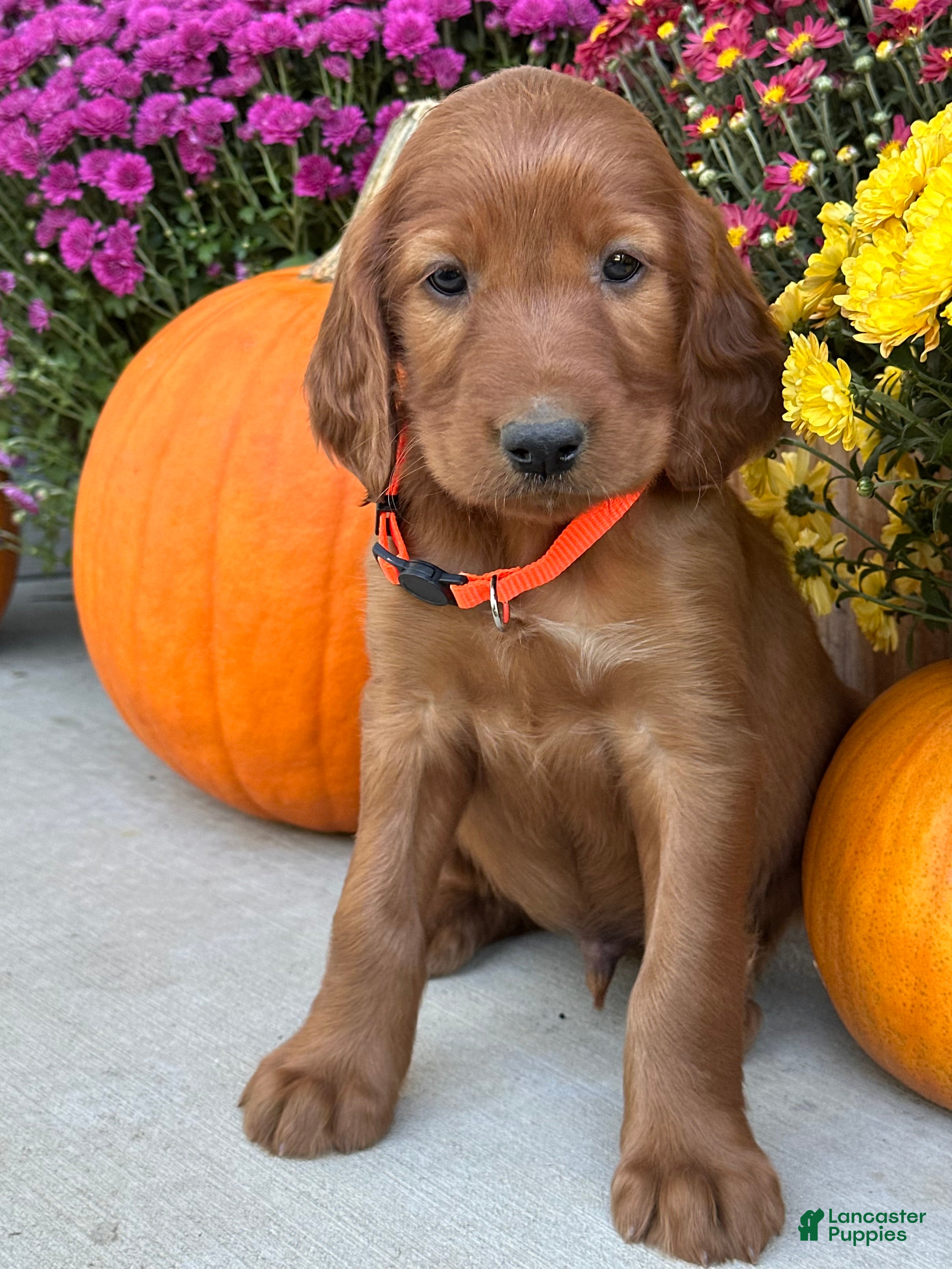 Irish Setter dogs Sailor - Ad 2