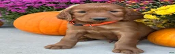Irish Setter dogs for sale: Sailor - Ad 2