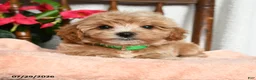 Maltipoo dogs for sale: Scott - Ad 3