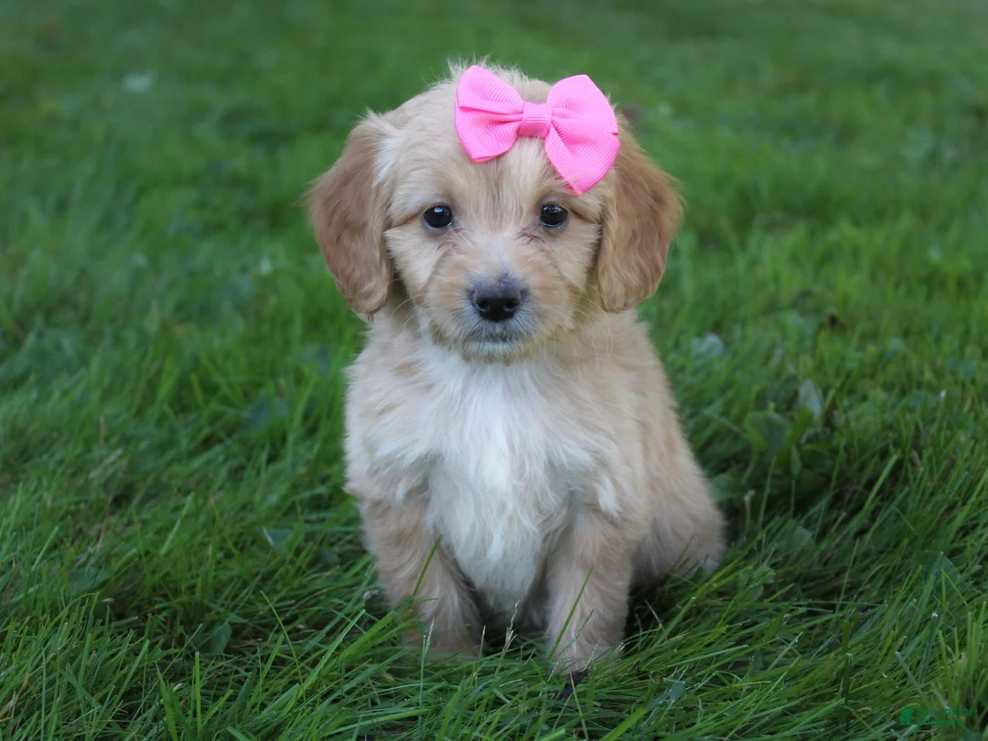 Mini Goldendoodle dogs for sale: Dolly 🎀 - Ad 1