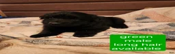 German Shepherd dogs for sale: German Shepherd Puppy 4 - Ad 7