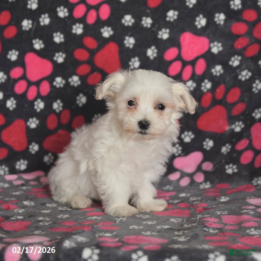 Maltese dogs Franklin - Ad 2