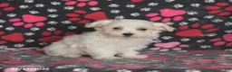Maltese dogs for sale: Franklin - Ad 2