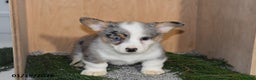 Welsh Corgi Pembroke dogs for sale: Jameson - Ad 4