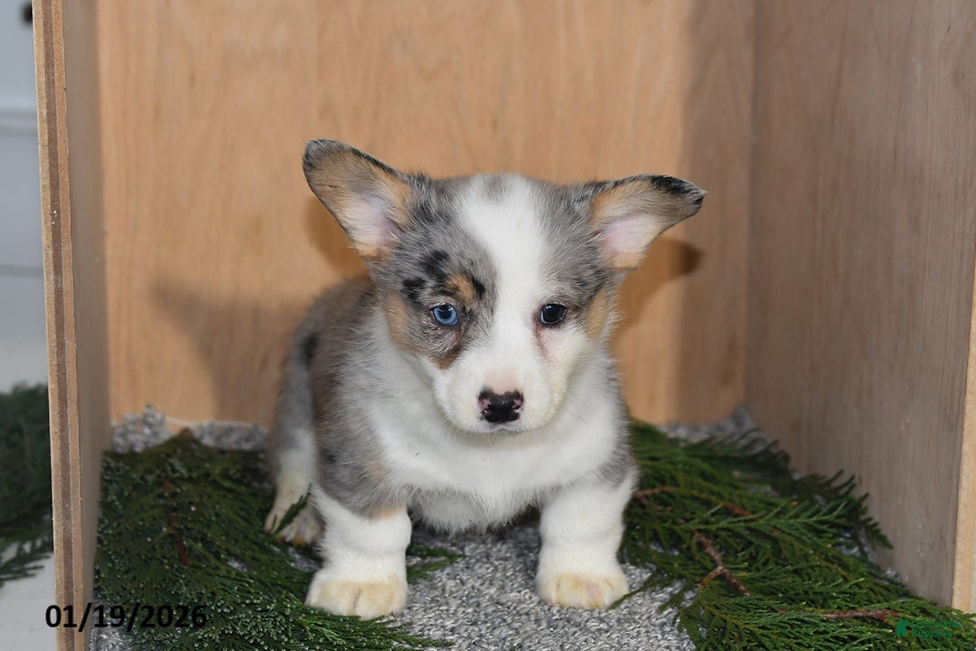 Welsh Corgi Pembroke dogs for sale: Jameson - Ad 4