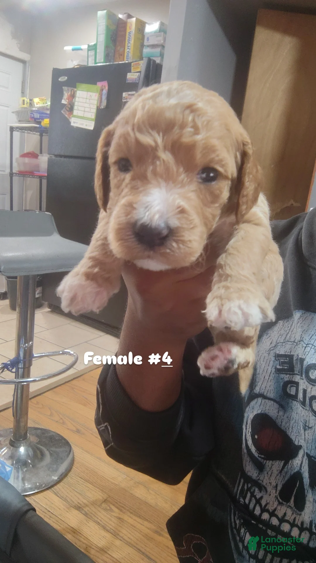 Goldendoodle dogs for sale: Goldendoodle 7 - Ad 1