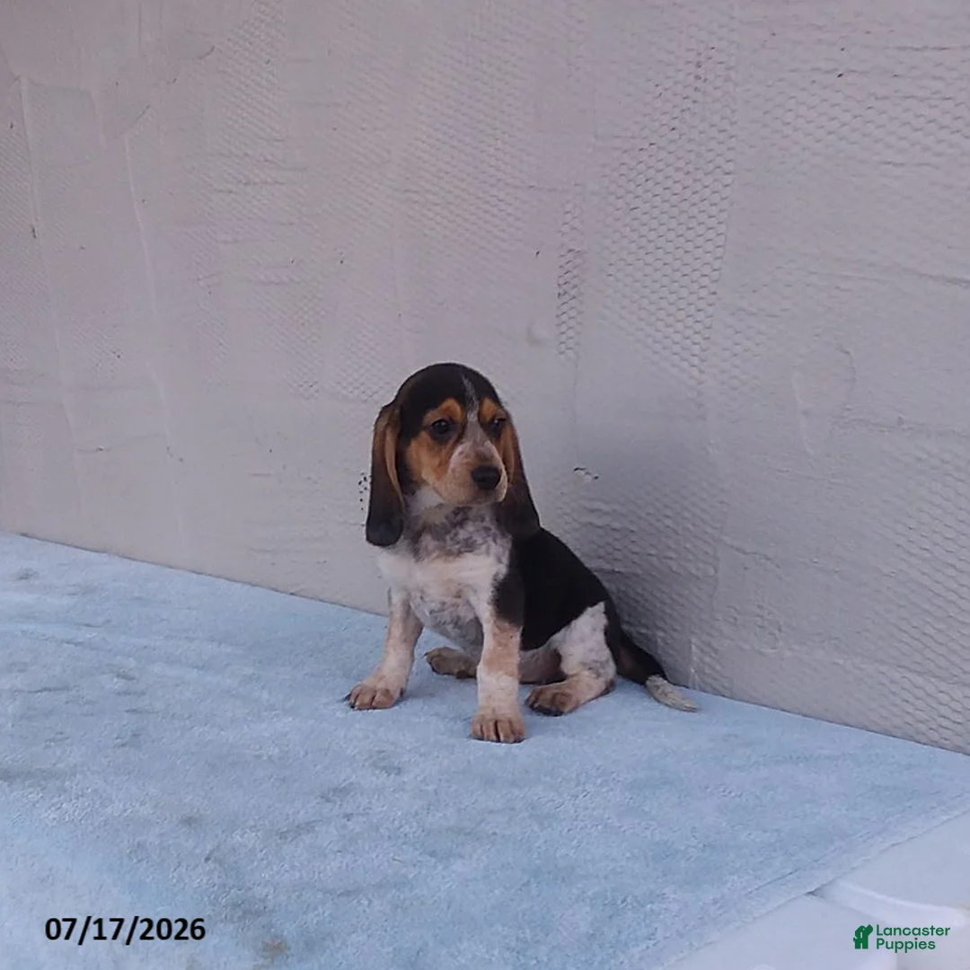 Beagle dogs for sale: Bella - Ad 1