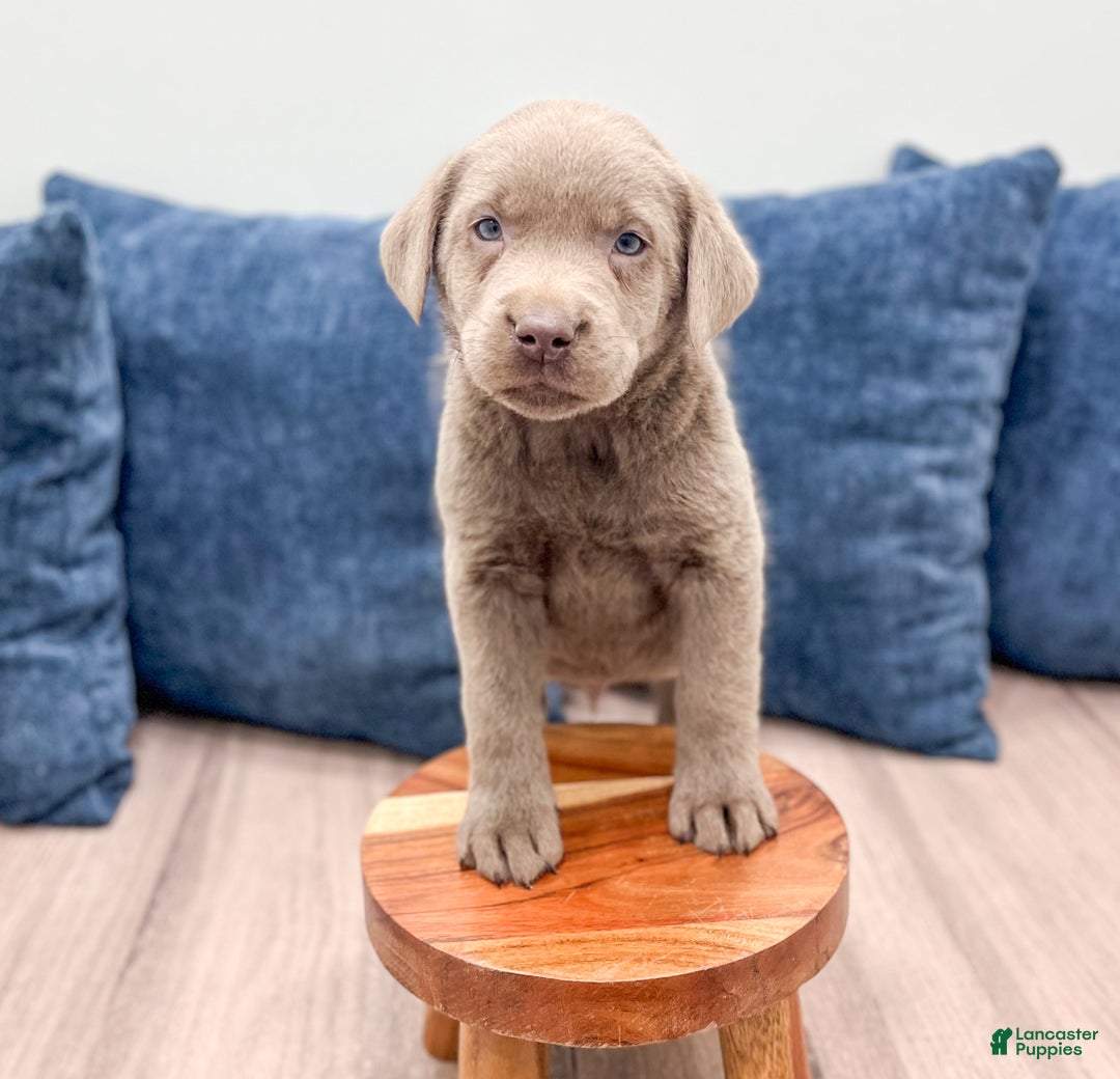Labrador Retriever dogs for sale: Zane - Ad 2