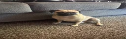 Pug dogs for sale: Pug 1 - Ad 6
