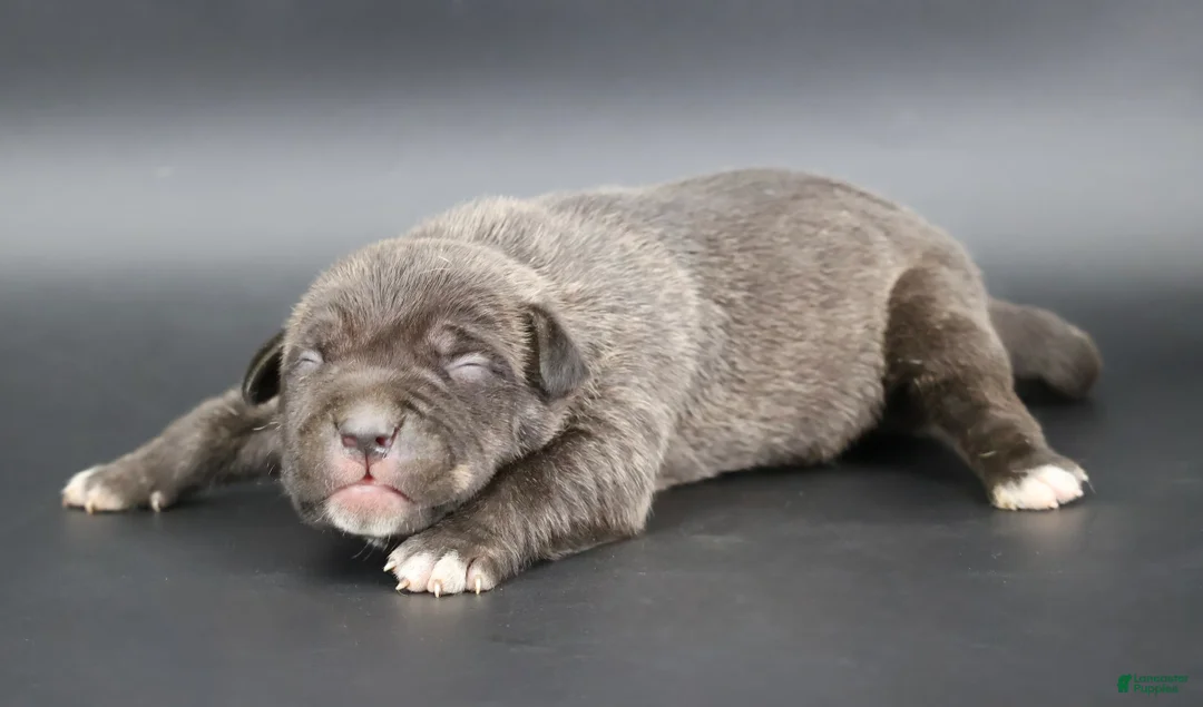 American Bully dogs for sale: Blacksmith - Ad 1