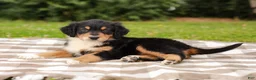 Aussiedoodle dogs for sale: Kimbo Standard Sized - Ad 6