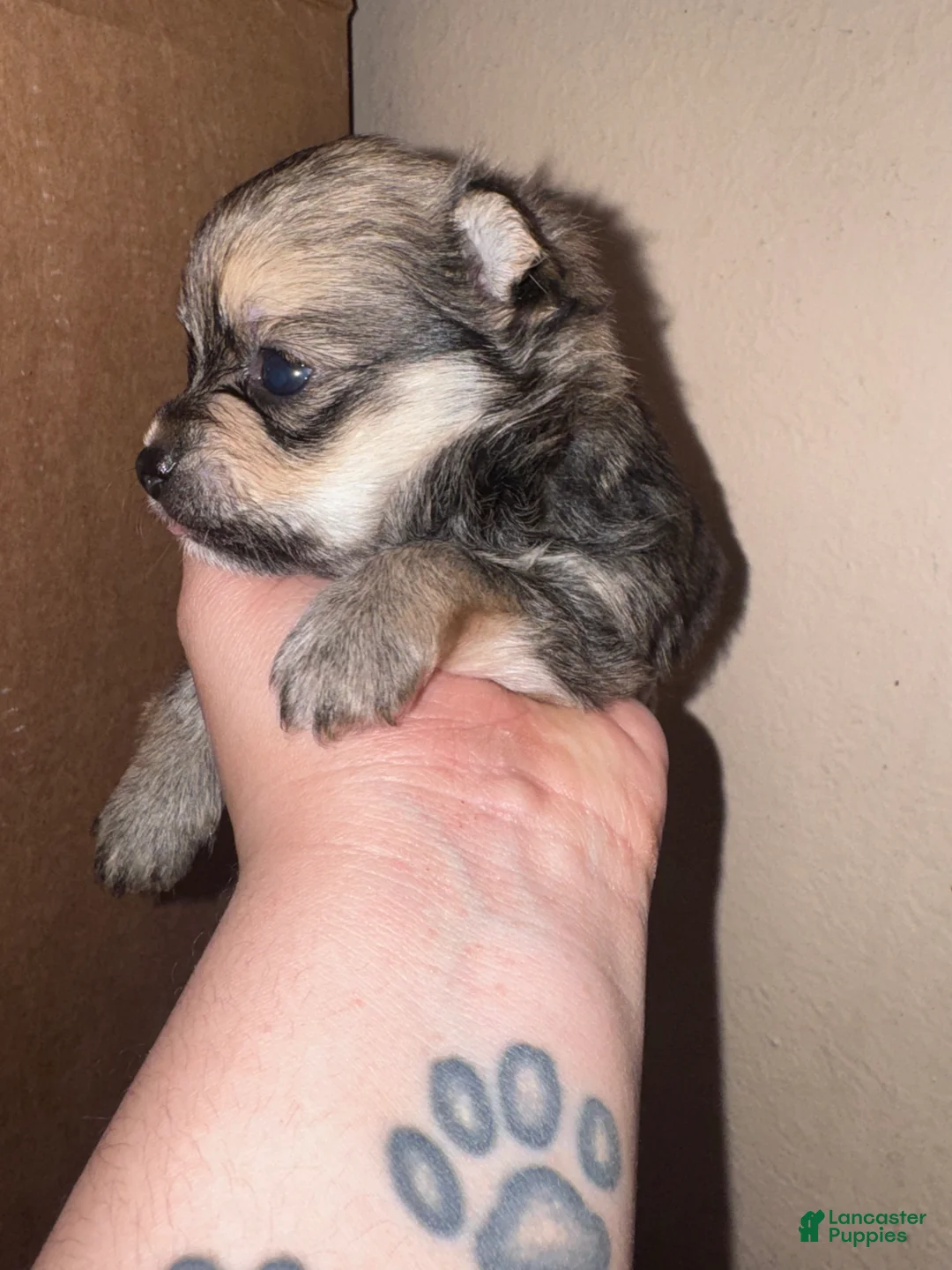 Mixed Breed dogs for sale: Alvin - Ad 2