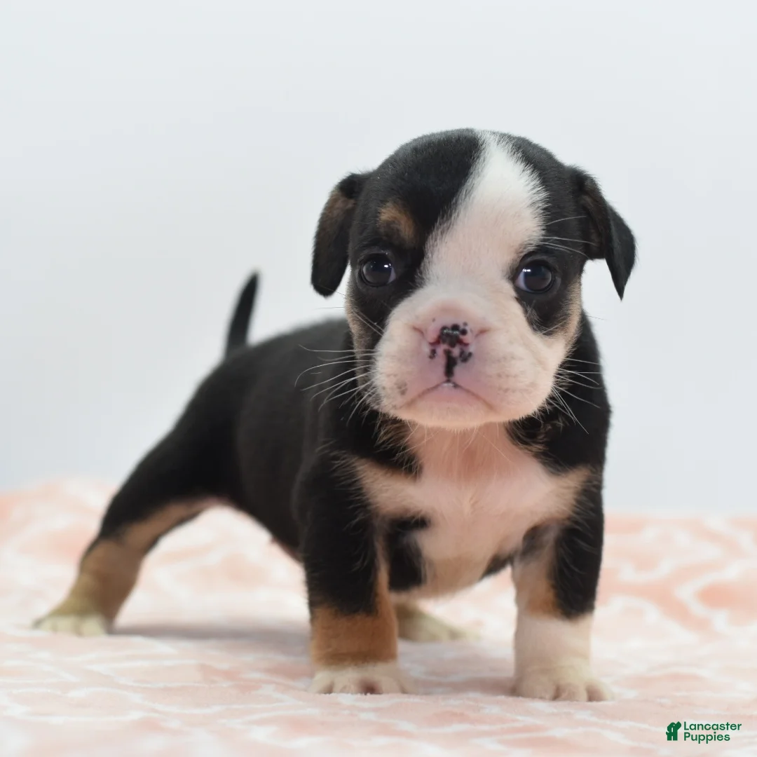 Mixed Breed dogs for sale: Princess  - Ad 1