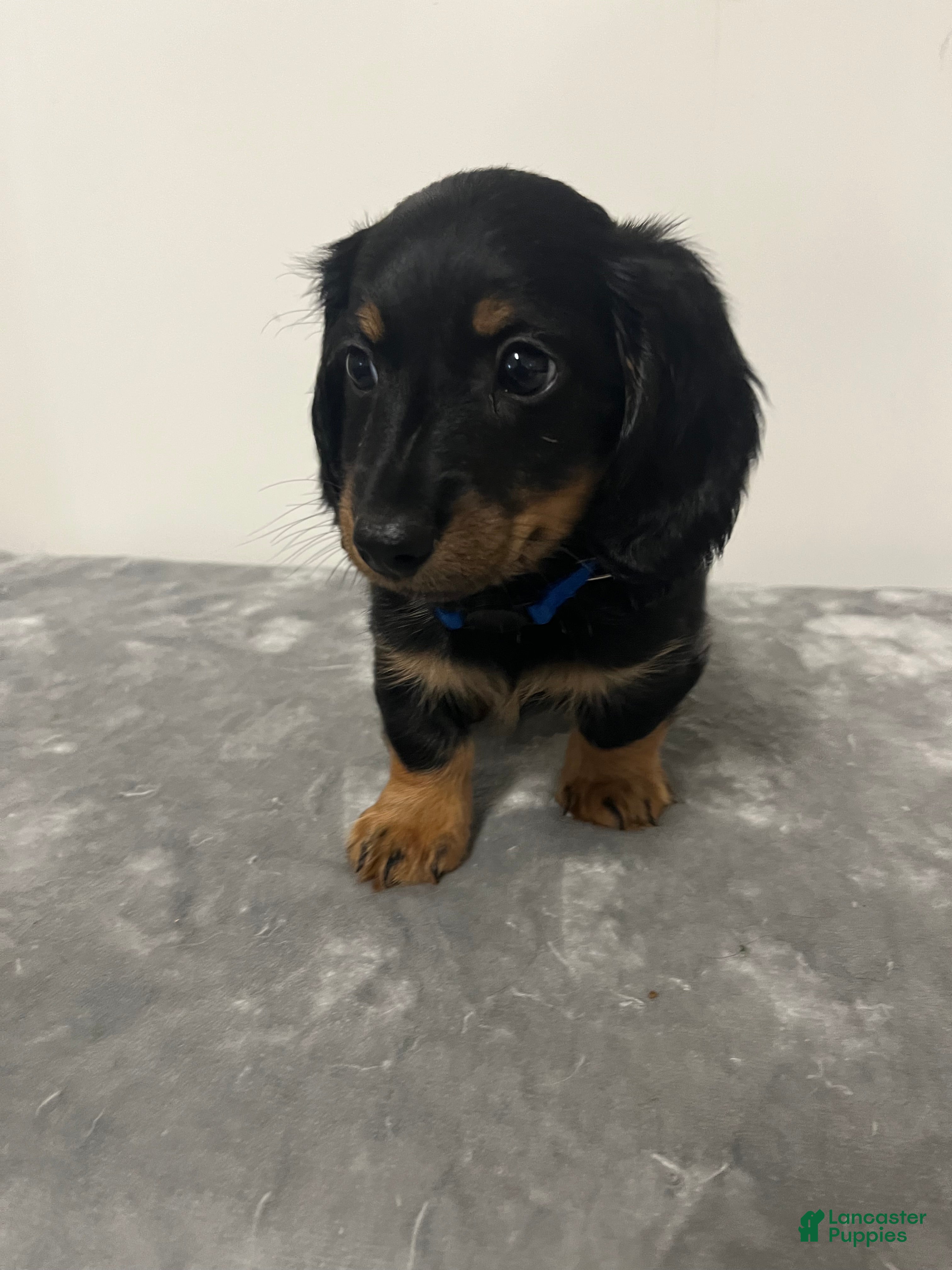 Miniature Dachshund dogs Miniature Dachshund omar - Ad 1