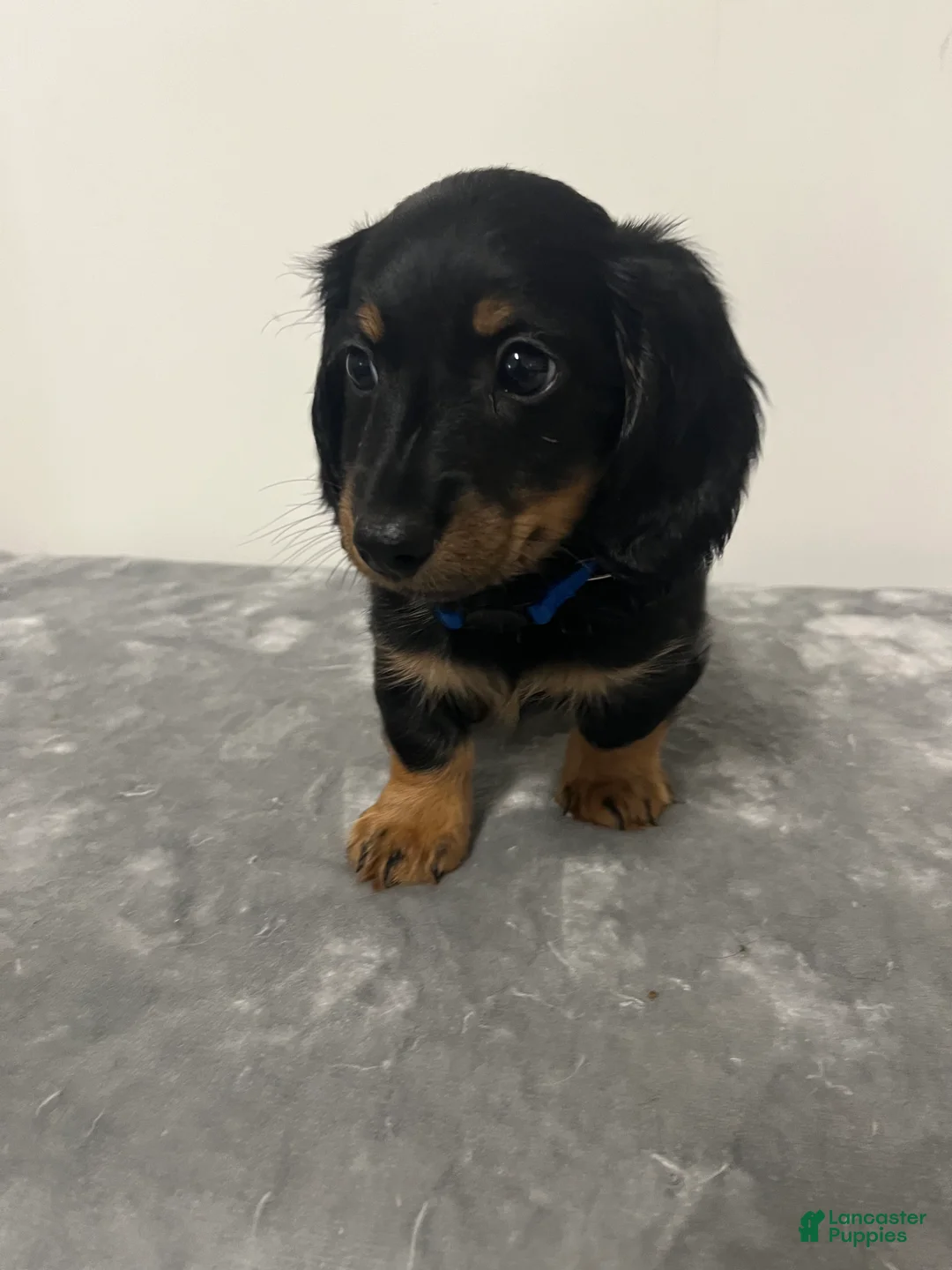 Miniature Dachshund dogs for sale: Miniature Dachshund omar - Ad 1