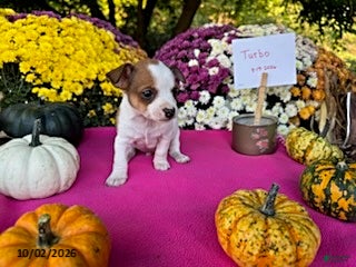 Chihuahua dogs Turbo - Ad 2