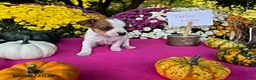 Chihuahua dogs for sale: Turbo - Ad 2