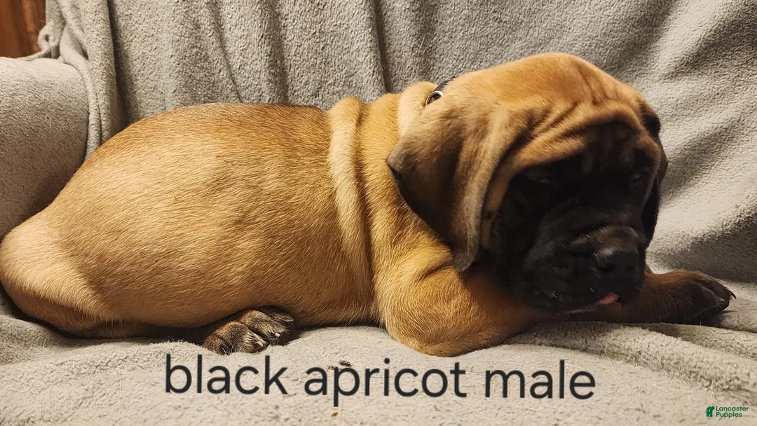 English Mastiff dogs for sale: English Mastiff Puppy 6 - Ad 2