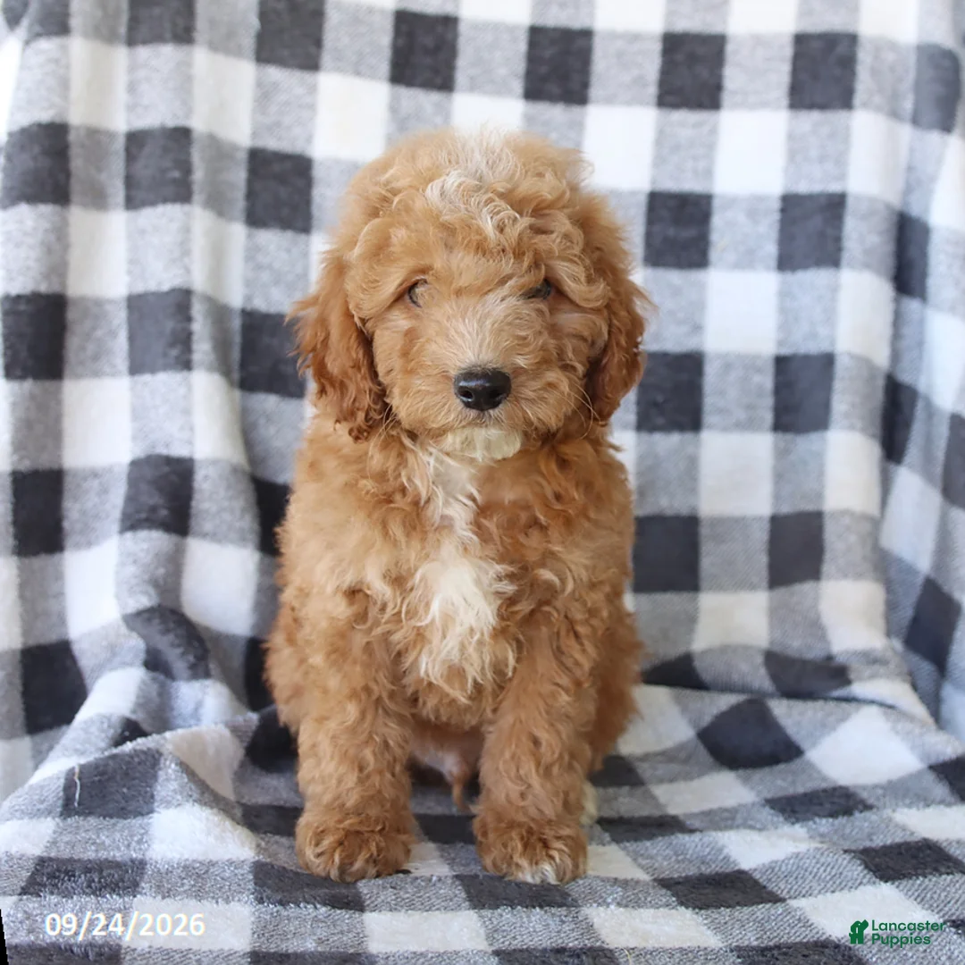 Miniature Poodle dogs for sale: Remi  - Ad 2