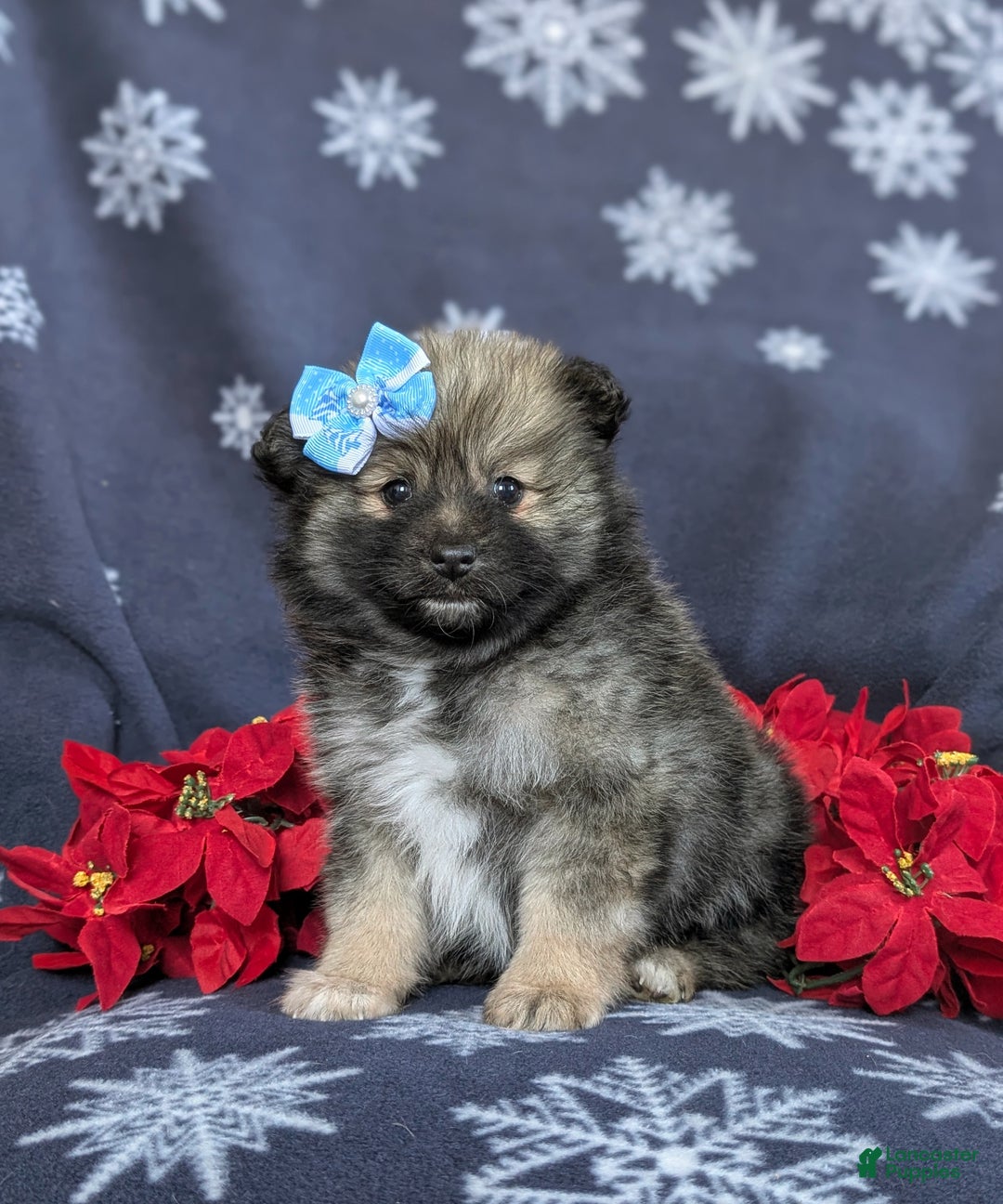 Pomeranian dogs for sale: Cleo - Ad 3