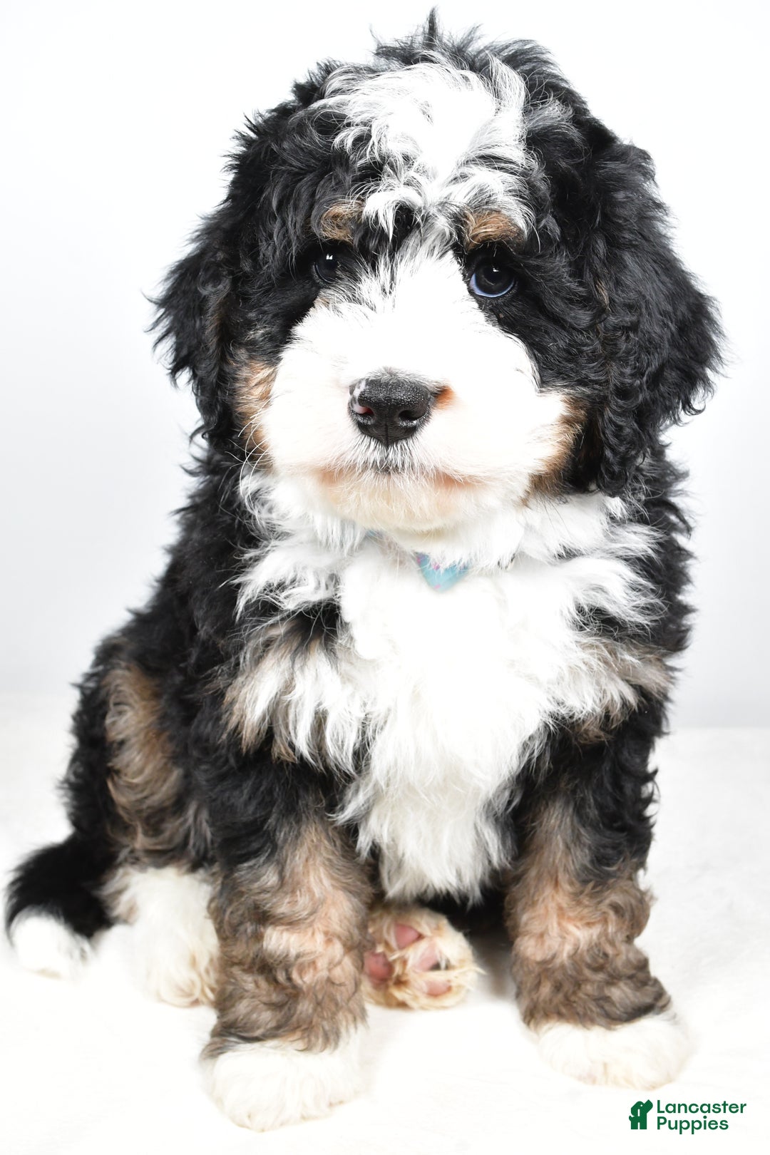 Mini Bernedoodle dogs for sale: Cooper - Ad 6