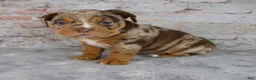 Beabull dogs for sale: Gwen - Ad 4